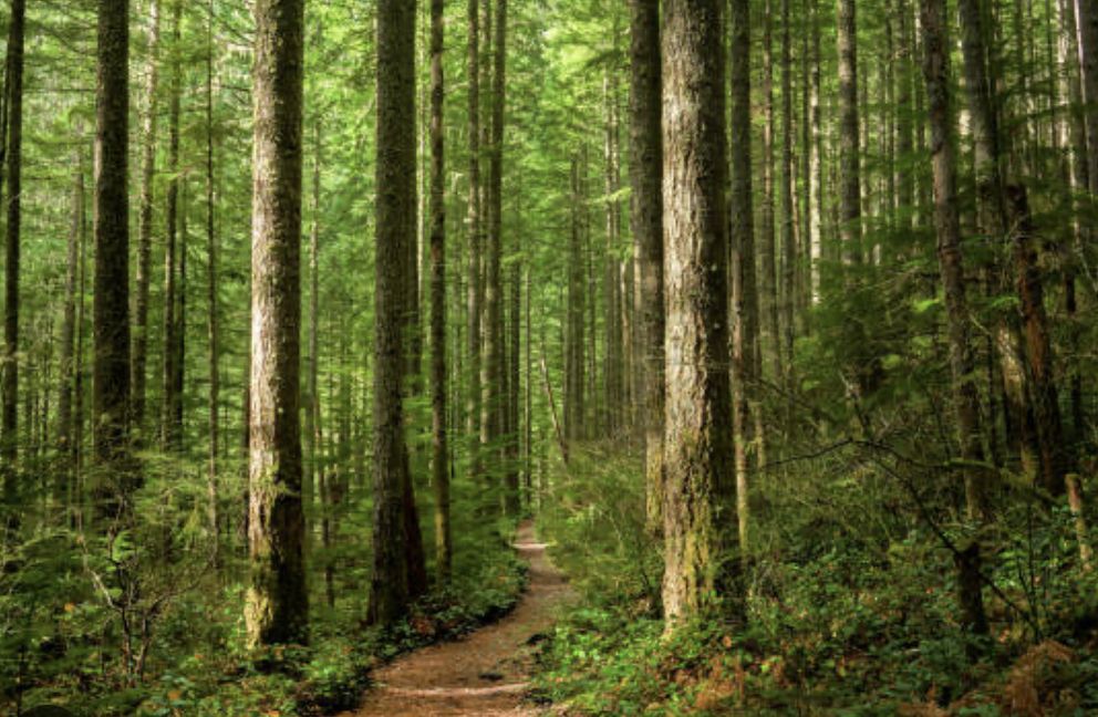 Shinrin-Yoku : Can exploring nature make us smarter, happier and healthier?