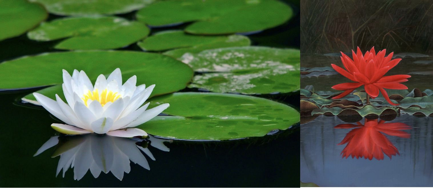 The Lotus and the Water Lily: Emblems of Enlightenment and Gardening Mastery